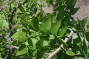 netleaf hackberry (Celtis reticulata) 
